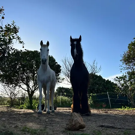 Quinta Reichelini * Odiáxere